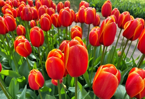 Tulips 4